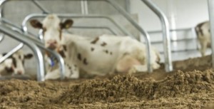 Boxeneinstreu Verbessern Sie Kuhkomfort 2